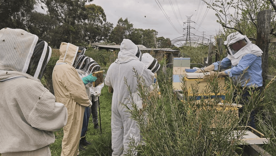 CERES Bee Group